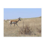 Antelope On Hillside Post Card