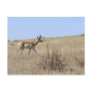Antelope On Hillside Post Card