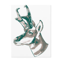 Antelope Post Card