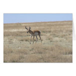 Antelope Walking Greeting Cards