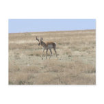 Antelope Walking Post Cards
