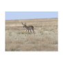 Antelope Walking Post Cards