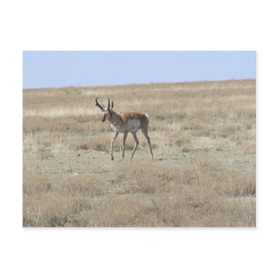 Antelope Walking Post Cards by StormShooter
