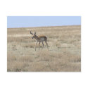 Antelope Walking postcards