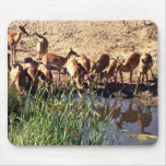 Antelopes at a watering place mouse pad