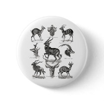 Antelopes Pinback Button