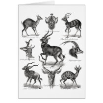 Antelopes Cards