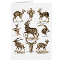 Antelopes Card