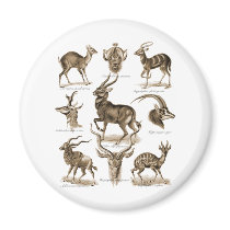 Antelopes Fridge Magnets