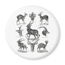 Antelopes Refrigerator Magnet