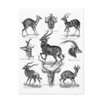 Antelopes Postcard