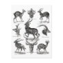 Antelopes Postcard