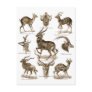 Antelopes Postcard
