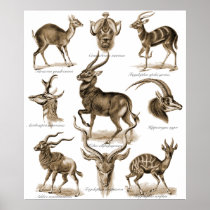 Antelopes Posters