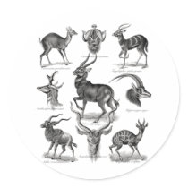Antelopes Sticker