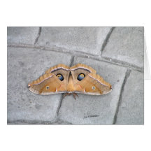 Antheraea polyphemus cards