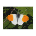 Anthocharis cardamines postcards