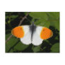 Anthocharis cardamines postcards