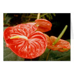 Anthurium lily greeting cards