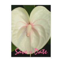 Anthurium Save the Date