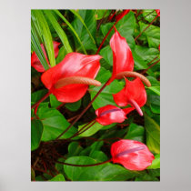 Anthuriums Poster