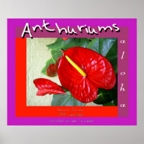 Anthuriums Print