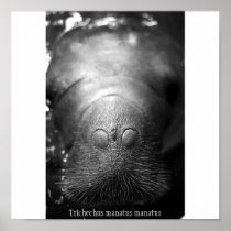 Antillean manatee posters