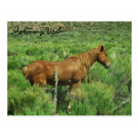 Antimony, Utah Post Cards