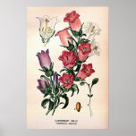 Antique 19th century colour flowers litho