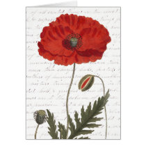 Antique Botanical Illustration Bright Red Poppy Greeting Cards