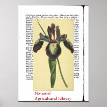 Antique Botanical Print