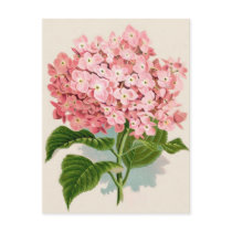 Antique Botanical Romantic Pink Hydrangea Postcards