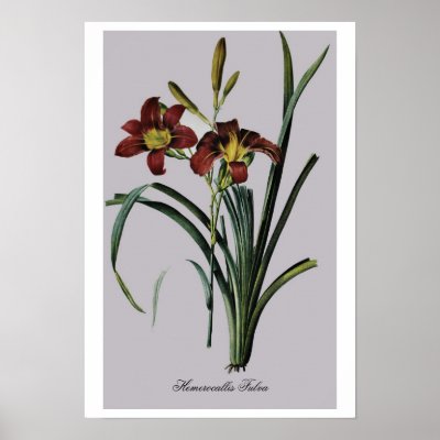 Antique Drawing Hemerocallis Fulva Posters by aapshop