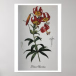 Antique Drawing Lilium Superbum Print