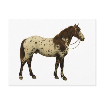 Antique Horses - Appaloosa by dogsandhorses