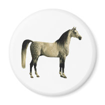 Antique Horses - Arabian