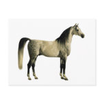 Antique Horses - Arabian