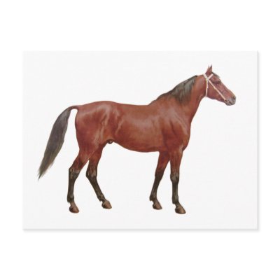 Antique Horses - Thoroughbred by dogsandhorses