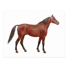 Antique Horses - Thoroughbred Postcard