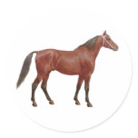 Antique Horses - Thoroughbred