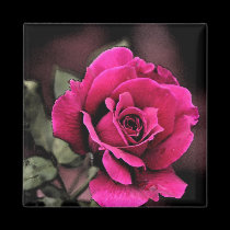 Antique Love Rose magnets