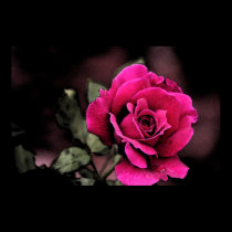 Antique Love Rose posters