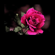Antique Love Rose t-shirts