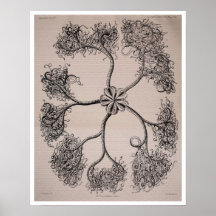 Antique plate Ophiuroidea (Brittle Star) Poster