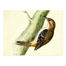 Antique Print of a Treecreeper Post Card