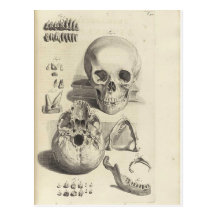 Antique print Skull Anatomy Postcard