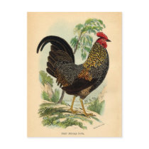 Antique Print Vintage Rooster Cockerel Postcard