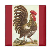 Antique Proud Rooster, Backyard Chickens Fridge Magnets