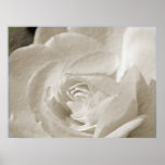 Antique Rose Print