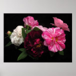 Antique Roses posters